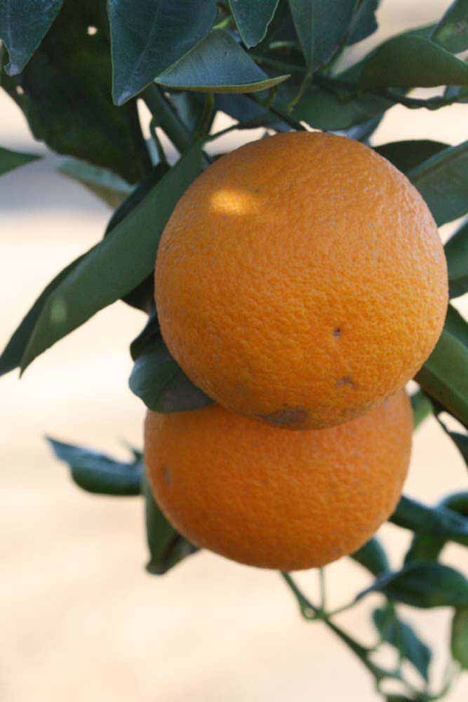            Fruit (Riverside, CA)   